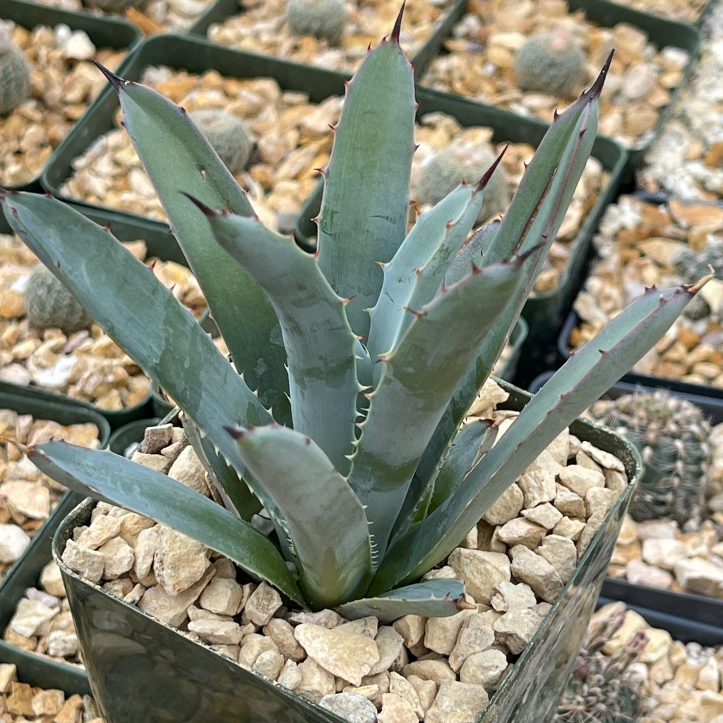 Agave macroacantha