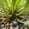 Euphorbia bupleurifolia large Specimen