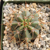 Melocactus concinnus