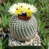 Notocactus or Parodia scopa