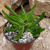 Glottiphyllum longum