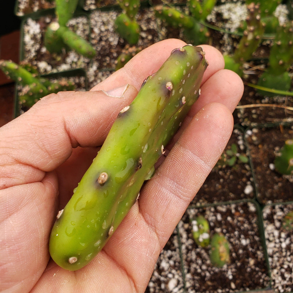 Opuntia canterae elata Cutting
