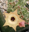 Huernia thuretii var Primulina