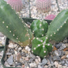 Echinocereus gentry