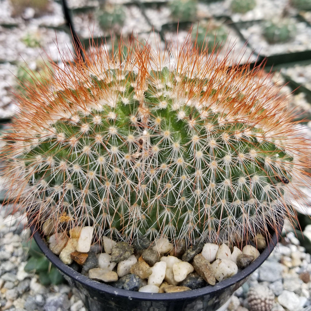 Mammillaeria Spinosissima Cristata
