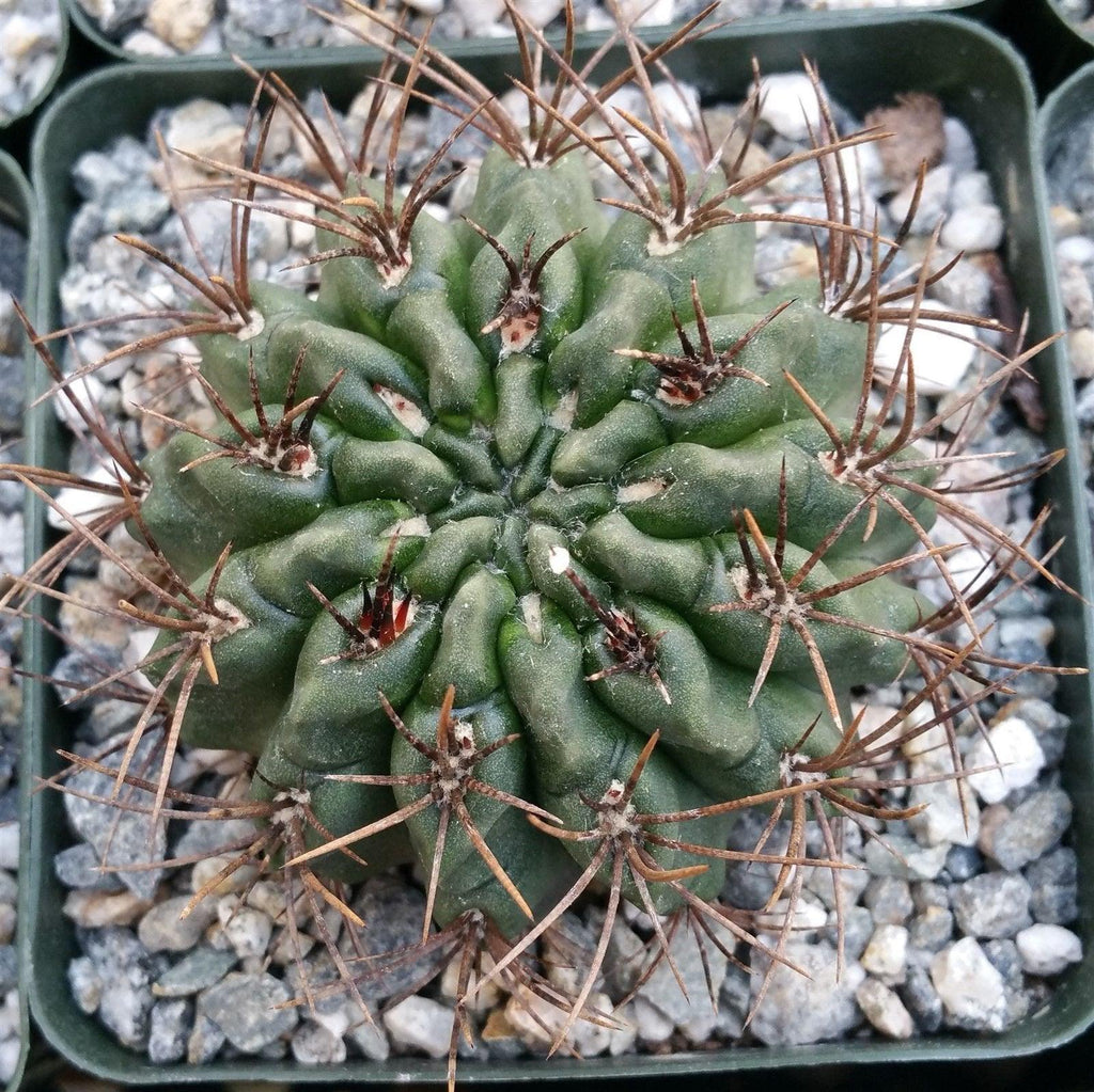 Neochilenia floccosa