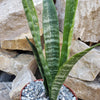 Mother in Law Plant ‘Sansevieria trifasciata’ Snake Plant