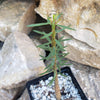 Euphorbia balsamifera