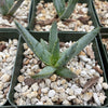 Aloe ramosissima