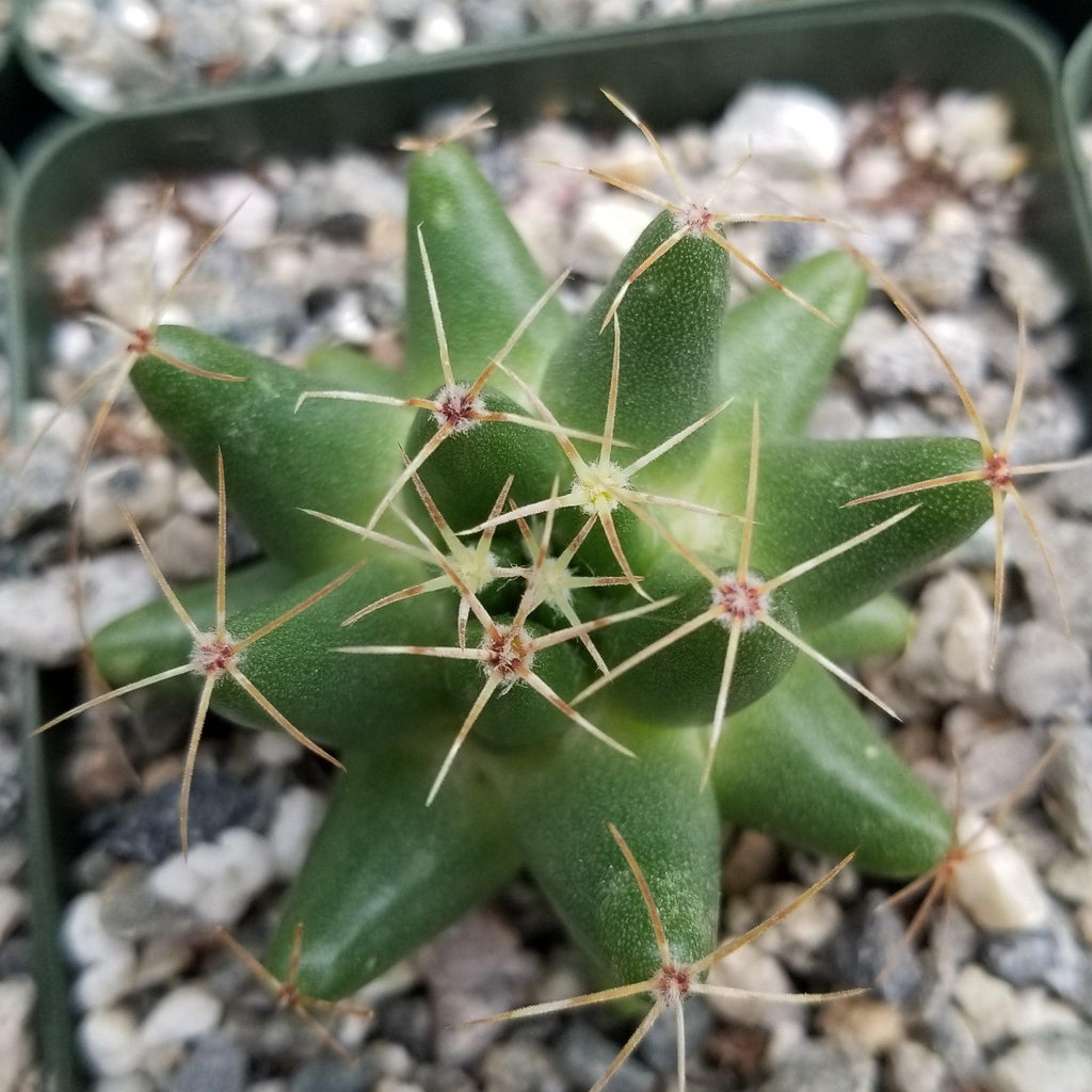 Mammillaria uberiformis
