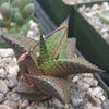 Haworthia veneosa tessellata