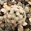 Mammillaria theresae