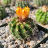 Parodia tredecimcostata