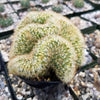 Brain Cactus - Mammillaria Elongata Cristata