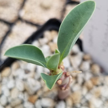 succulent plants in namibia Euphorbia leistneri