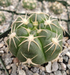 Gymnocalycium denudatum brasillense