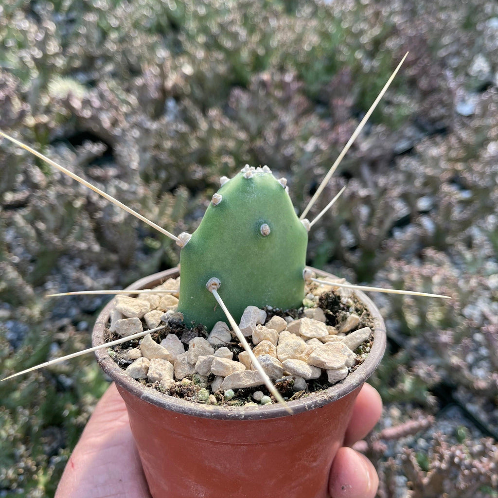 Opuntia quimilo pad cutting