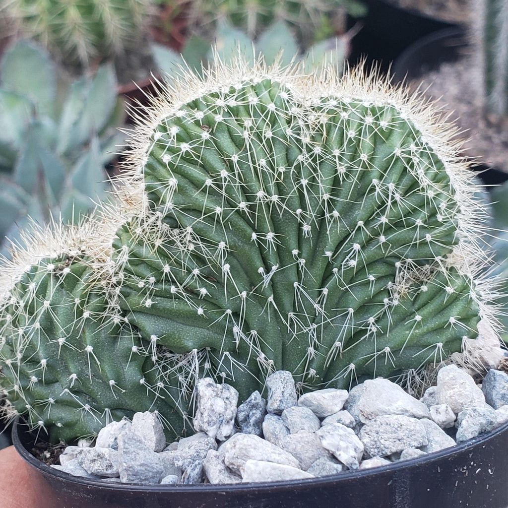 Neobuxbaumia polylopha cristata