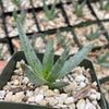 Aloe ramosissima