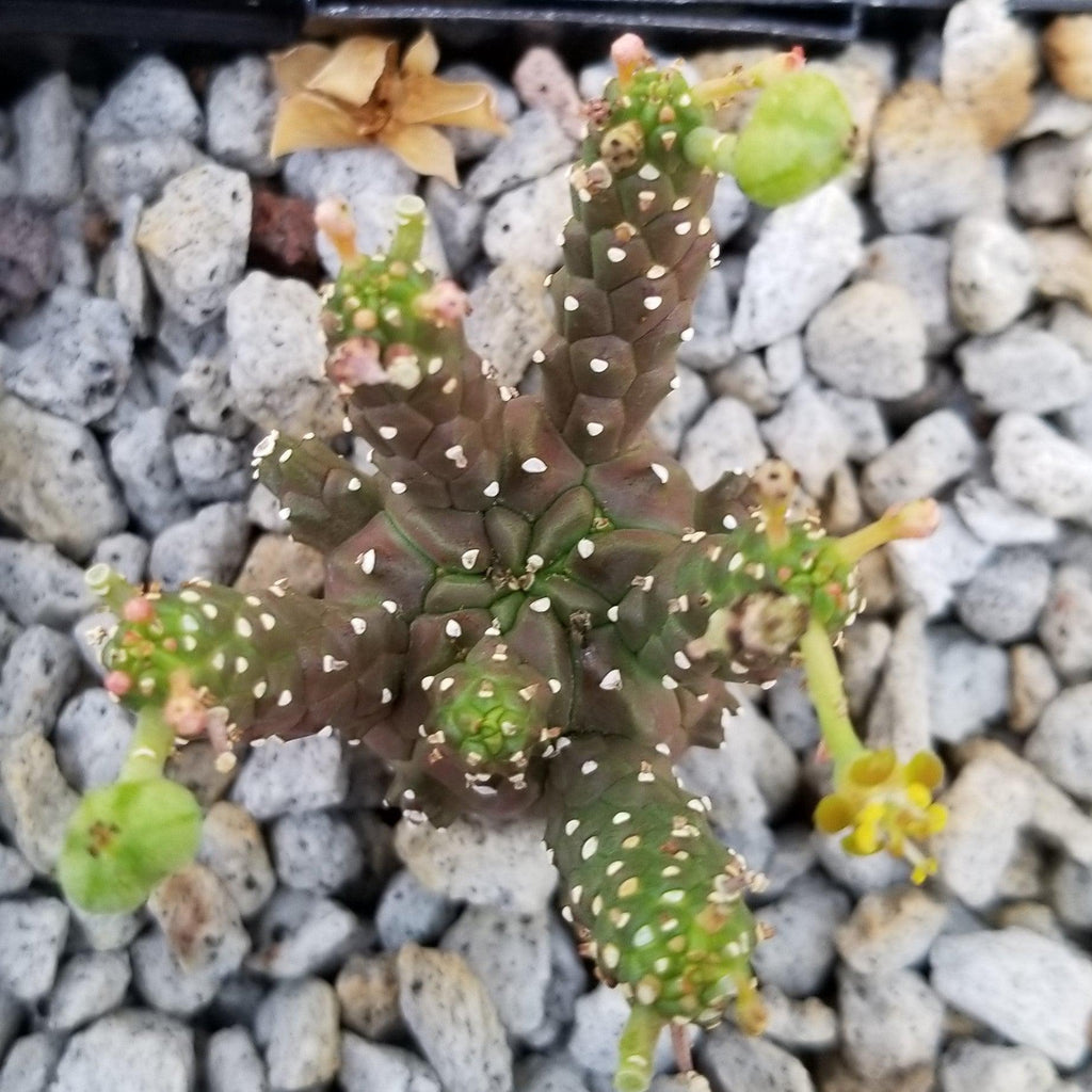 Euphorbia gamkaensis
