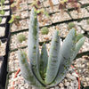 Aloe claviflora