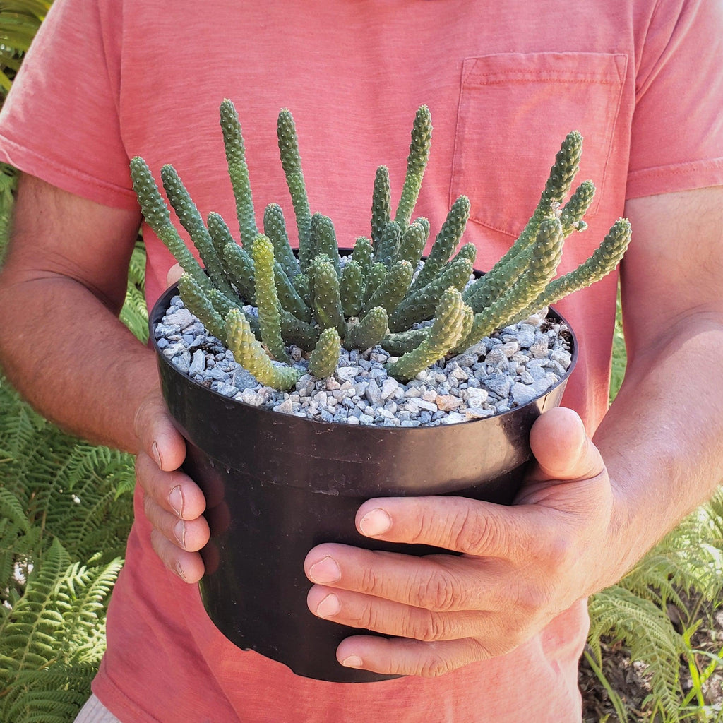 Euphorbia esculenta Large Specimen