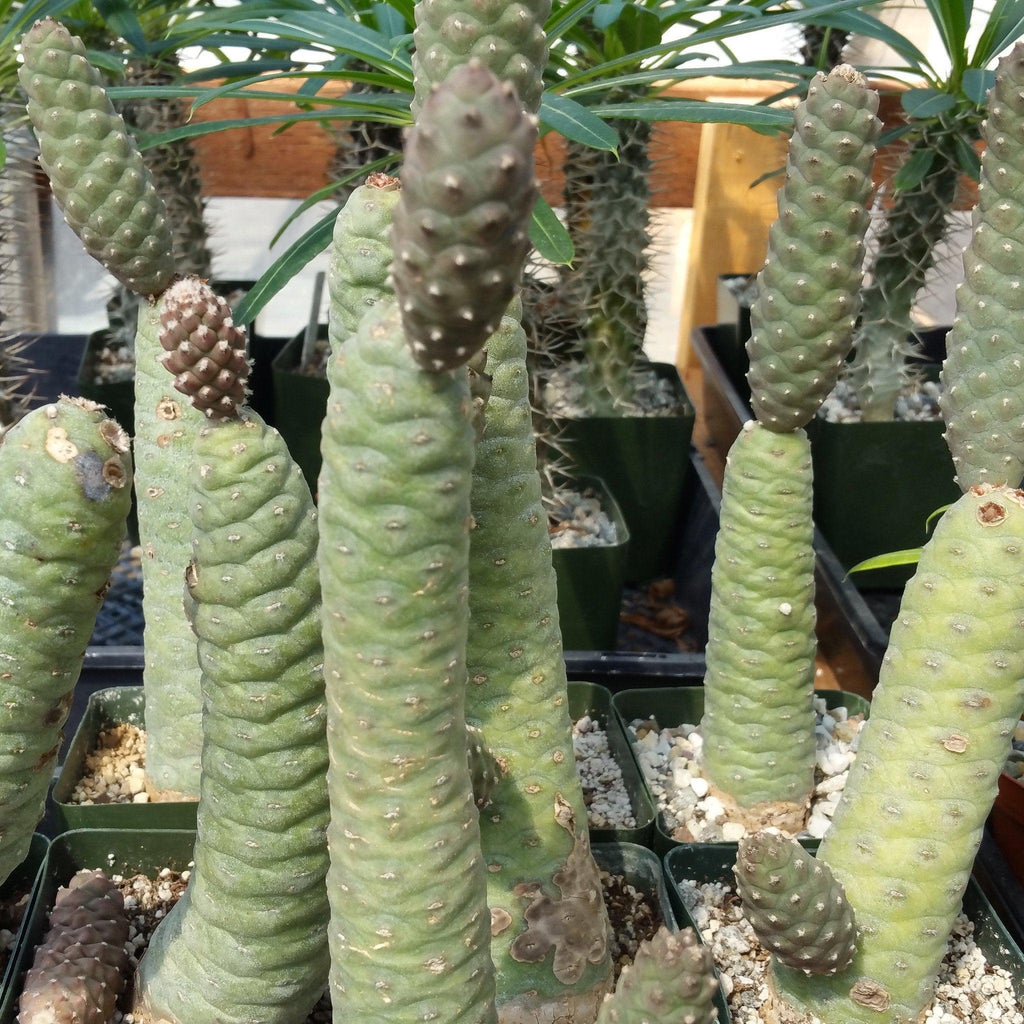 Pinecone Cactus &