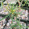 Euphorbia hedyotoides