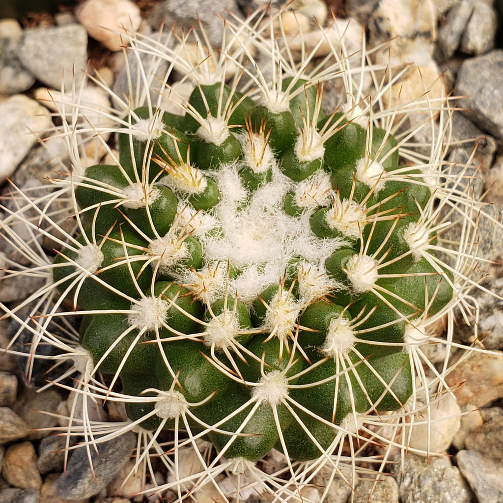 Discocactus arneispinus