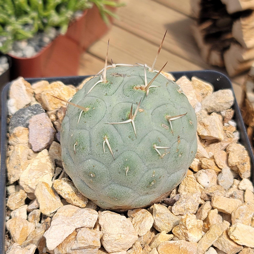 tephrocactus geometricus alexanderi