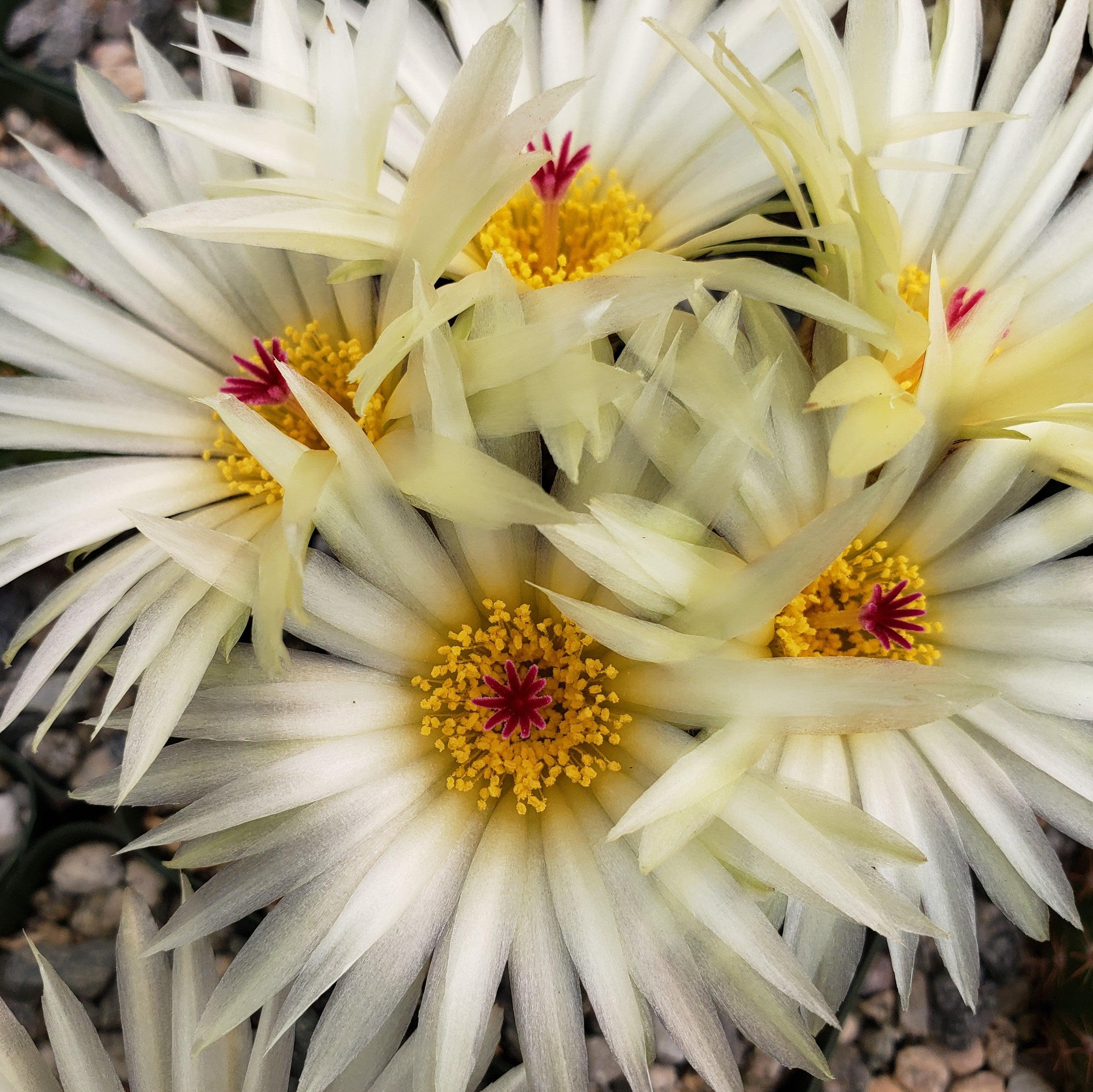 Notocactus elegans