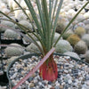 Desert Spoon Plant ‘Dasylirion wheeleri’