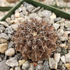 Gymnocalycium occultum