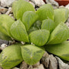 Haworthia obtusa