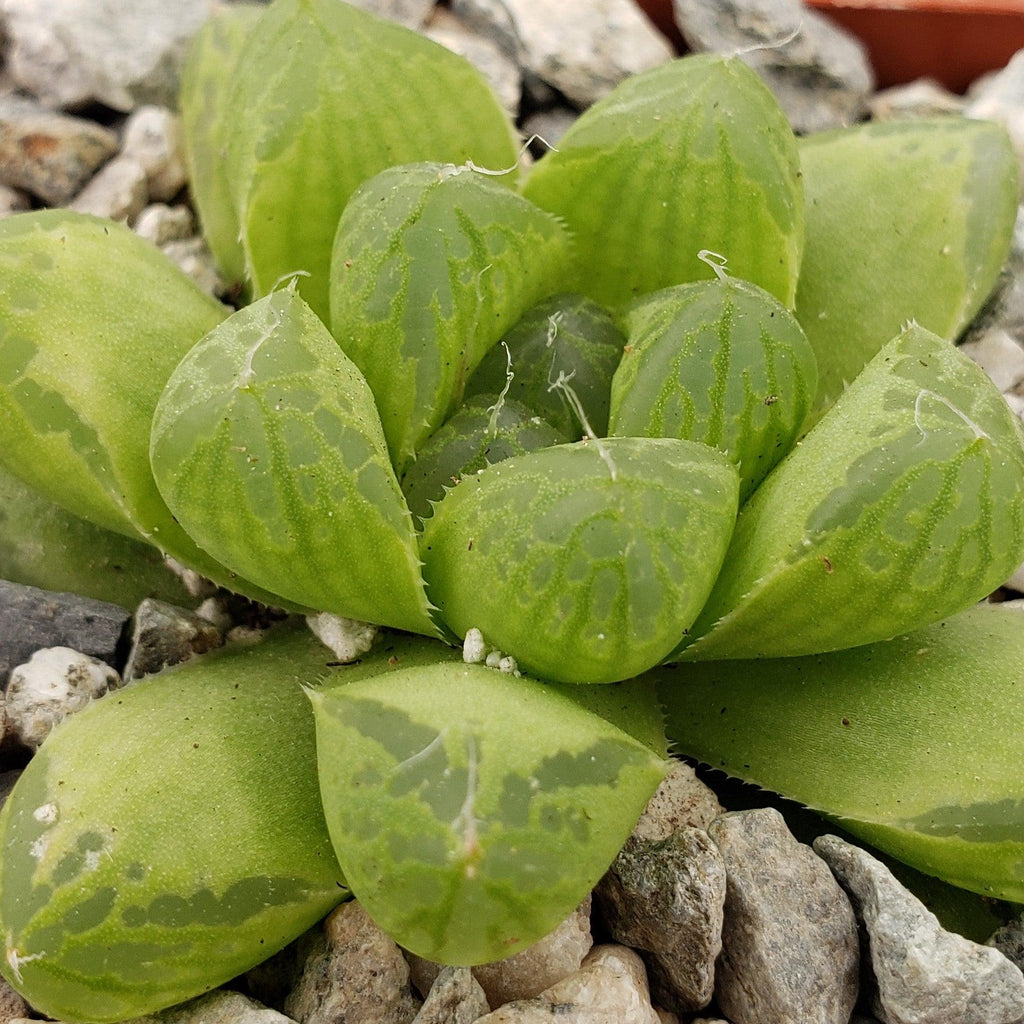 Haworthia obtusa