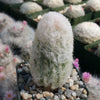 Peruvian Old Lady Cactus - Espostoa melanostele