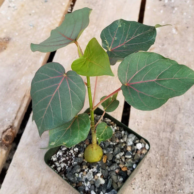 Ficus petiolaris fig rock