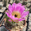 Echinocereus Enneacanthus Strawberry Cactus