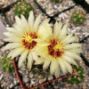 Hamatocactus setispinus