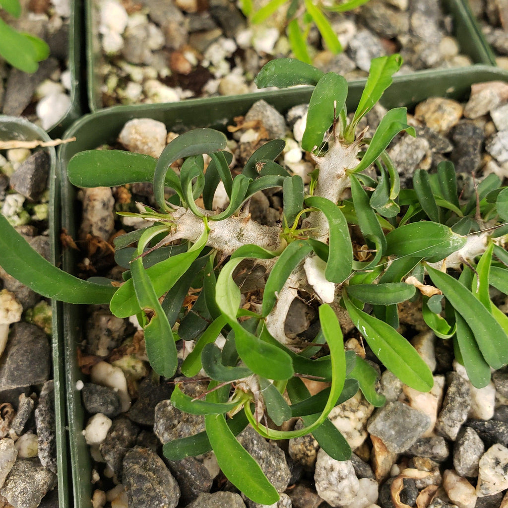 Euphorbia neobosseri