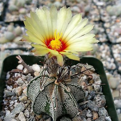 Astrophytum capricorne goats horns