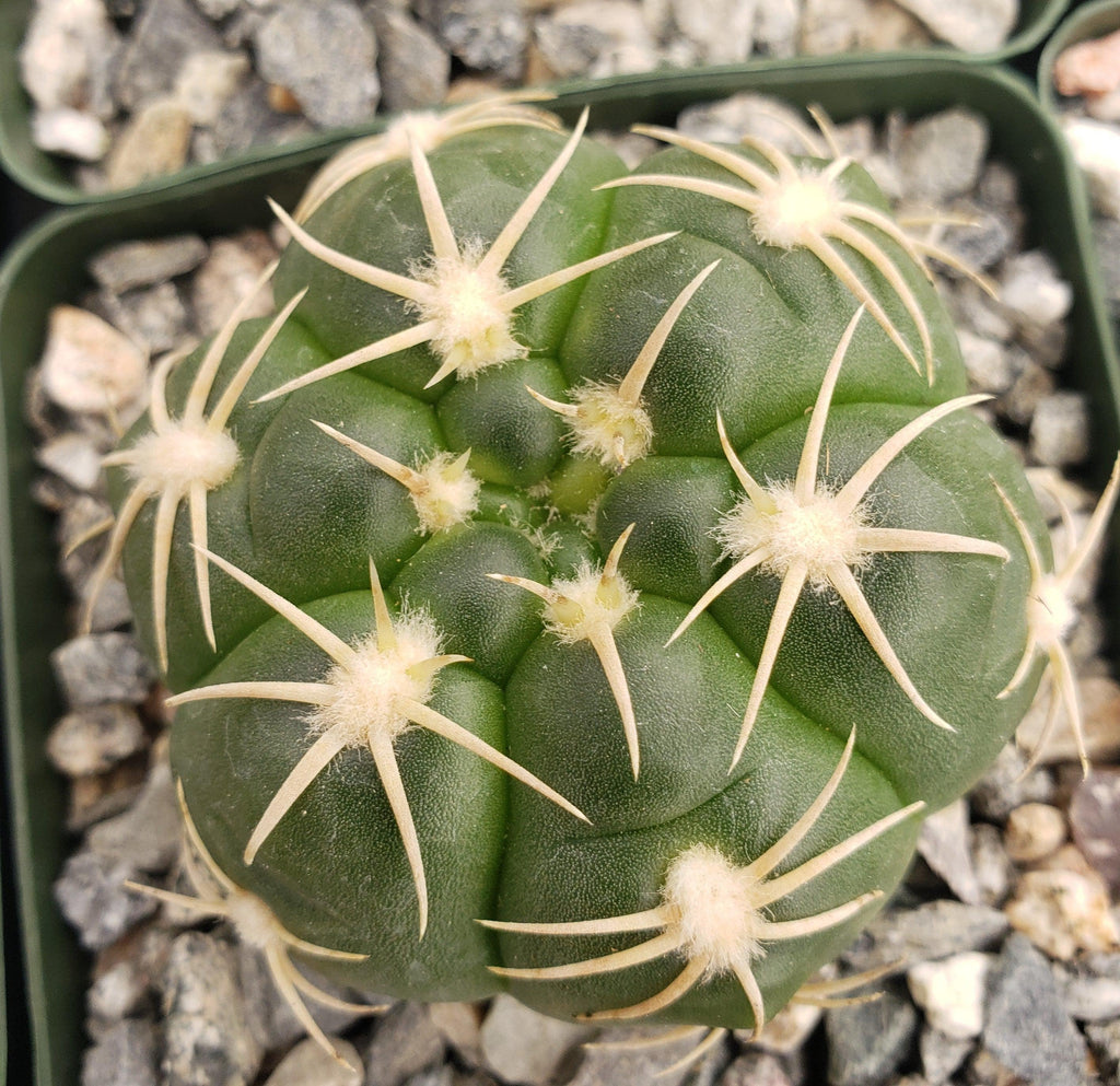 Gymnocalycium denudatum brasillense