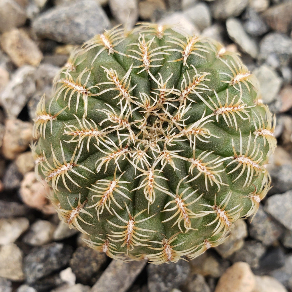 Sulcorebutia steinbachii veronikae