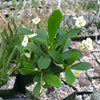 Crown of Thorns Plant &