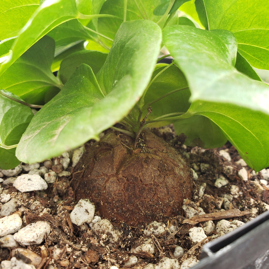 Elephant’s Foot Succulent - Dioscorea elephantipes
