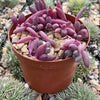 Ruby Necklace Plant &