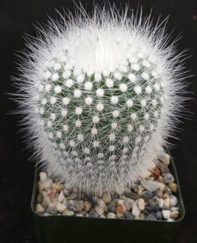 Notocactus rudibuenekeri albissimo