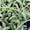 String of Fishhook Plant - Senecio Radicans &