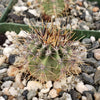 Echinopsis melanopotamica