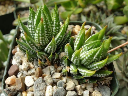 zebra wart succulent care Zebra Wart ‘Haworthia reinwardtii’ 4" Pot
